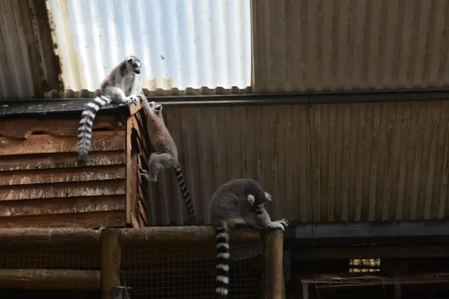 Exotic Animal World gallery photo 1