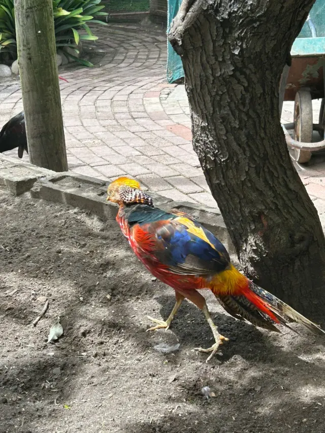 World Of Birds gallery photo 1