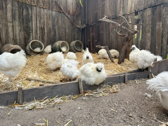 World Of Birds gallery photo 2
