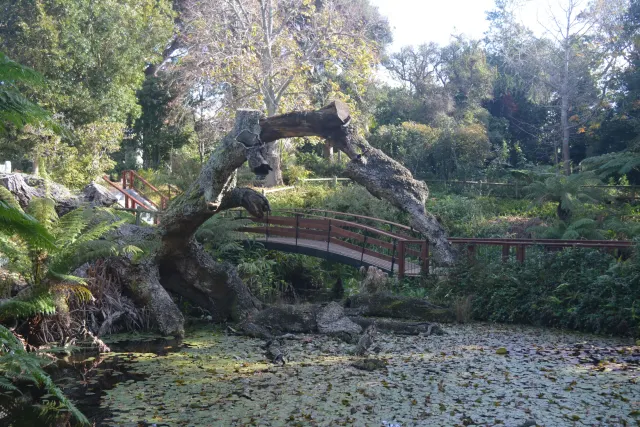 Arderne Gardens gallery photo 3